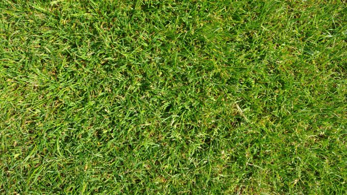 Pelouse synthétique ou naturelle sur les terrains de football ?